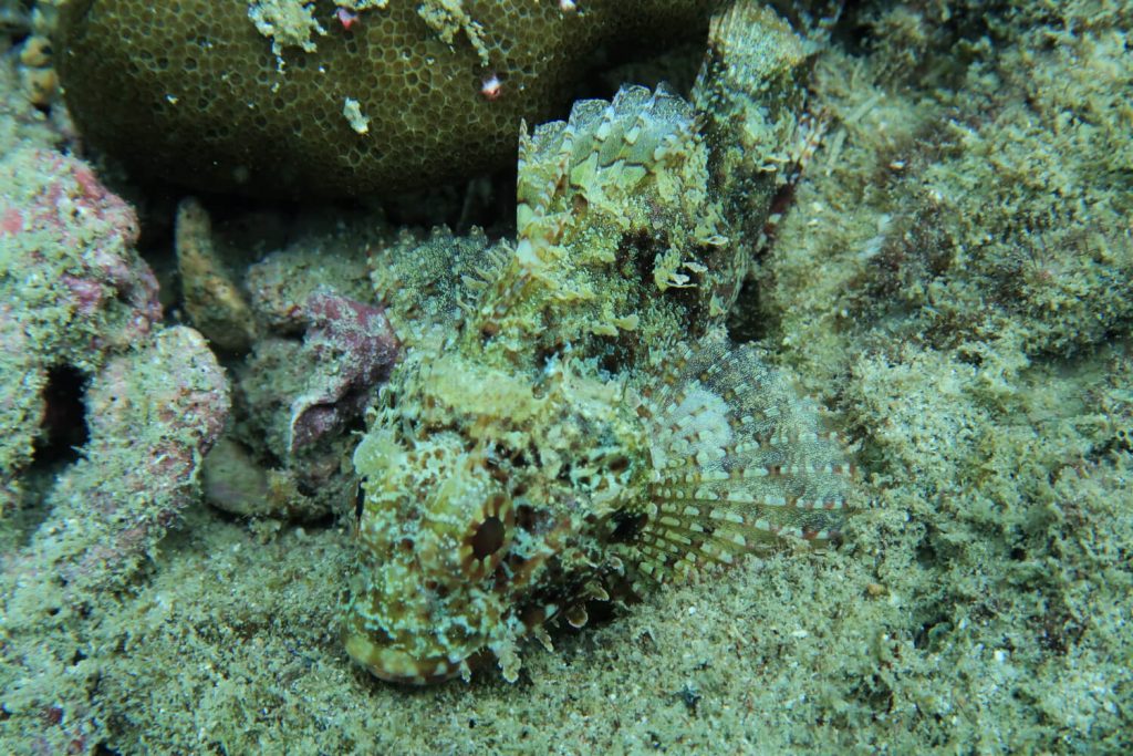 Spearfishing is Dangerous But Can Be Done Safely. Here's How